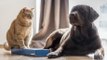 Tricks you can use to make your cat and dog get along