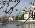 Cold snap kills many of DC's cherry blossoms