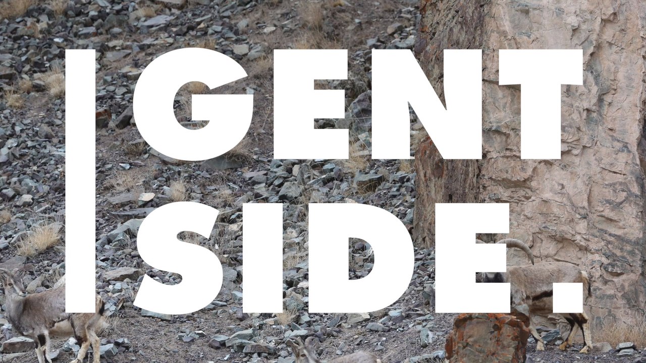 In diesem Bild versteckt sich ein Schneeleopard: Könnt ihr ihn finden?