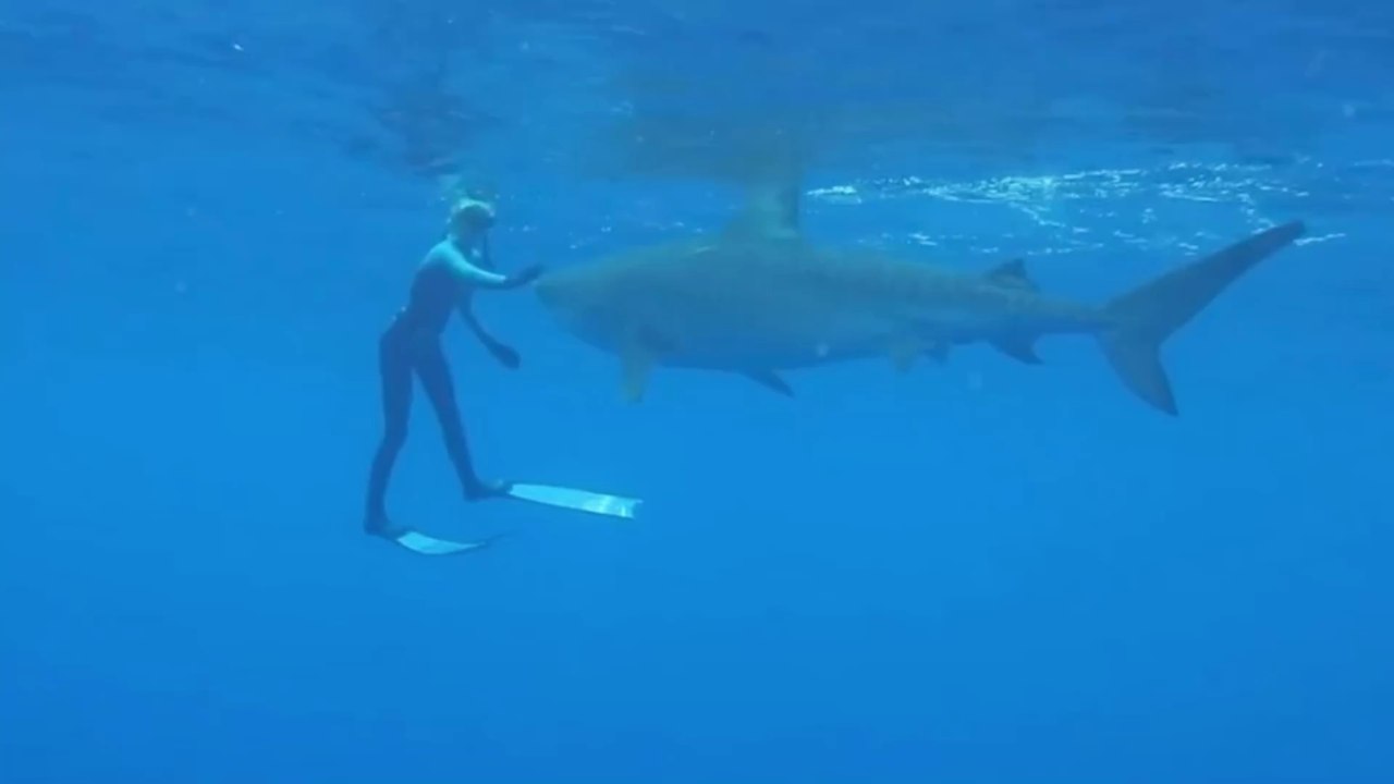 Shark attacks: This is the species that is behind the rising incidents