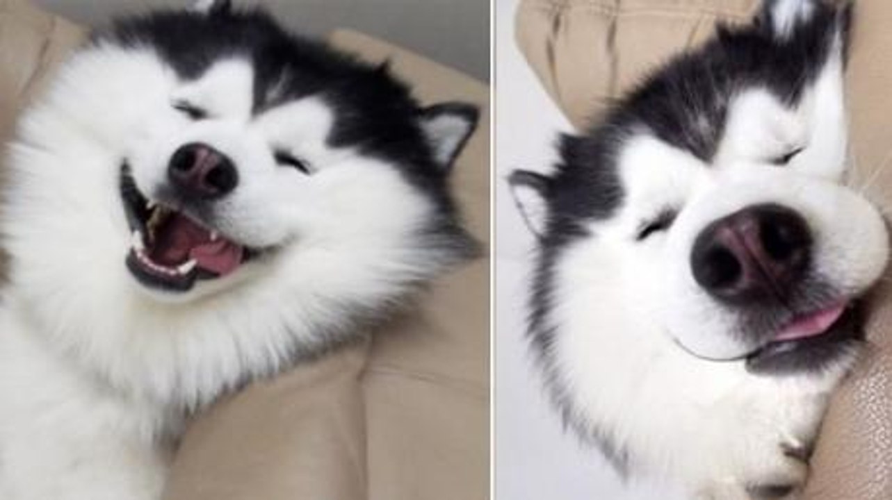 This unbelievably cute dog is Insta famous because of his incredible eyes