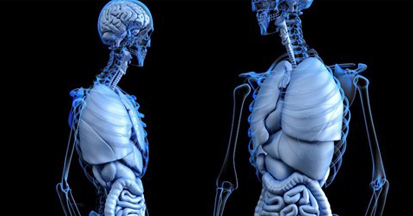 Forscher entdecken neues Organ im menschlichen Körper
