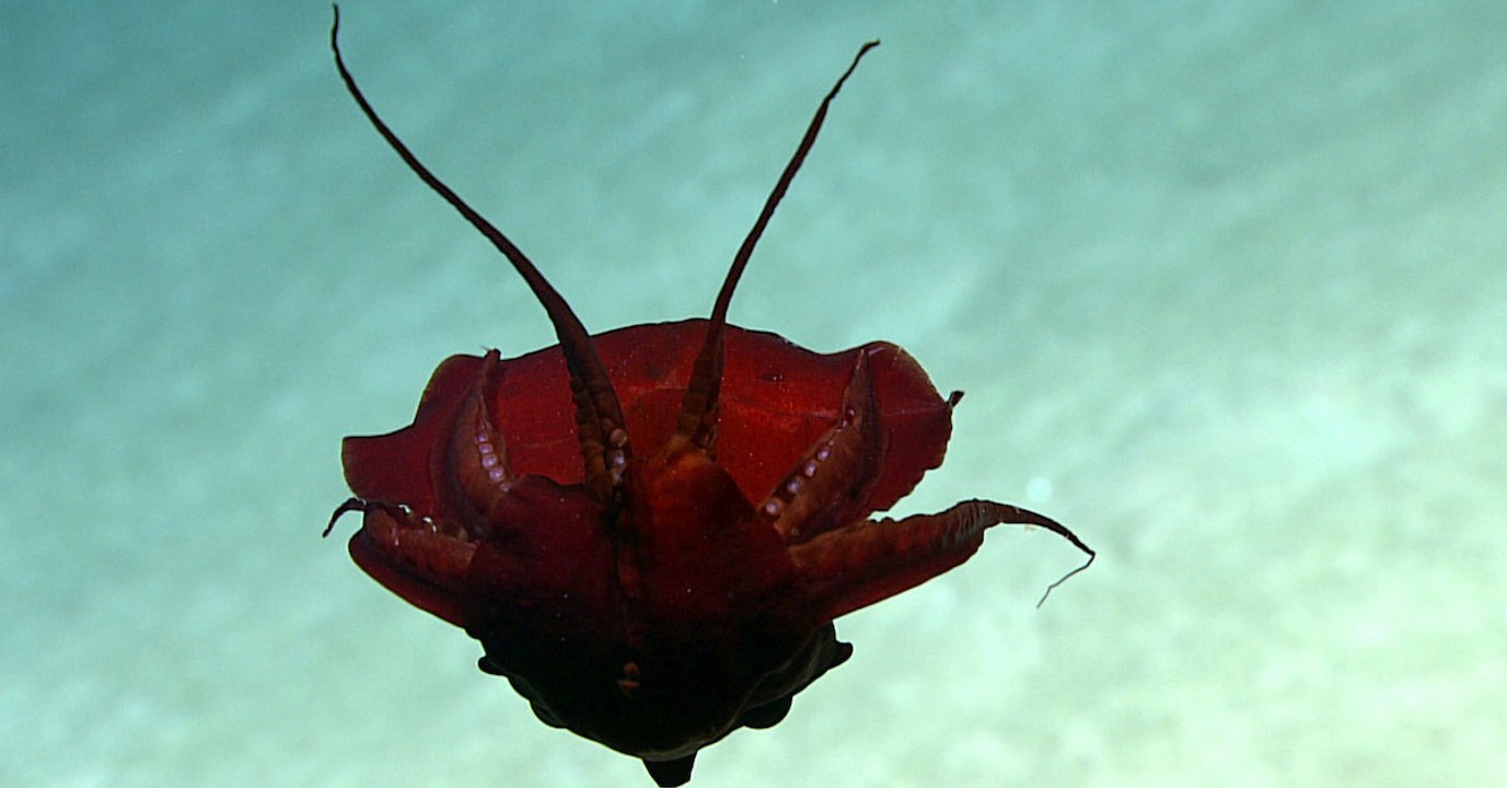 In 850 Metern Tiefe: Forscher stoßen auf noch nie gesichtete Kreatur