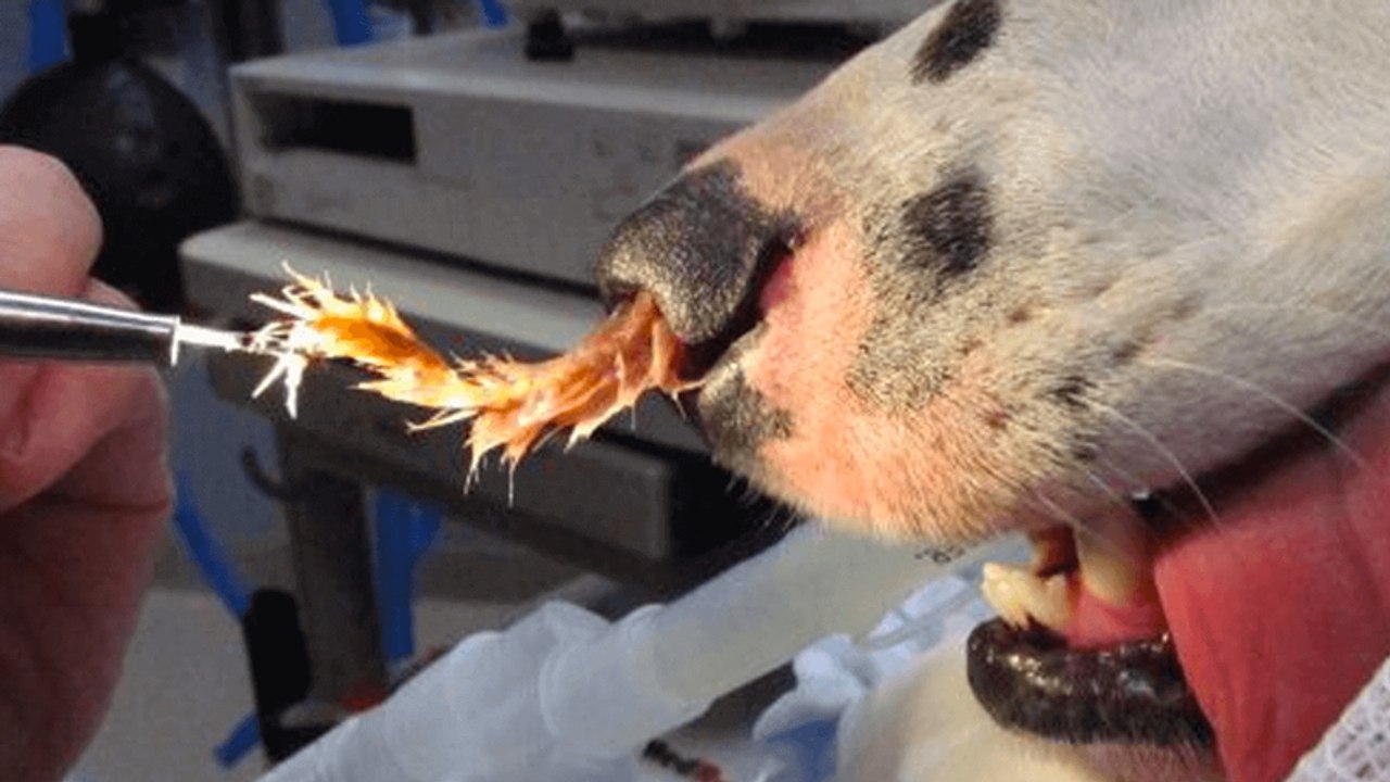 Achtung beim Gassigehen: Davor solltest du die Augen offen halten!