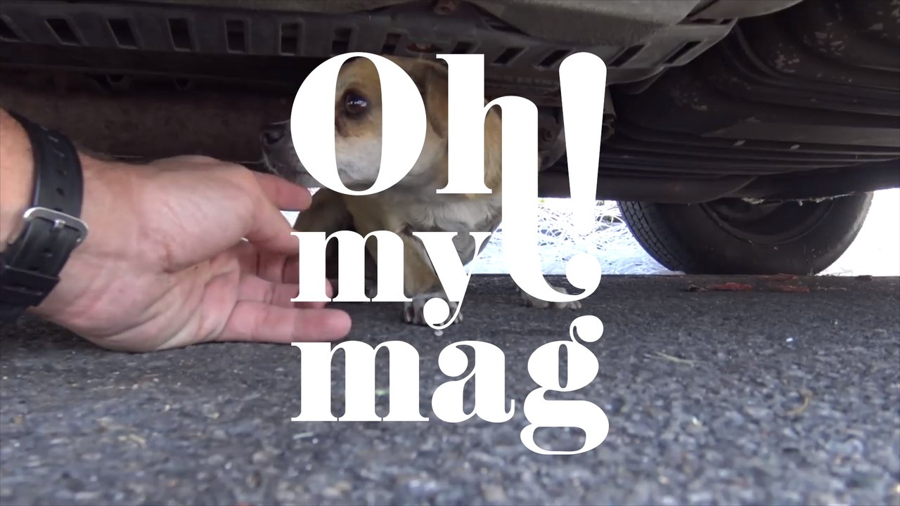 Hündin schützt Welpen vor dem Erfrieren: Was die Helfer:innen dabei entdecken, macht sprachlos