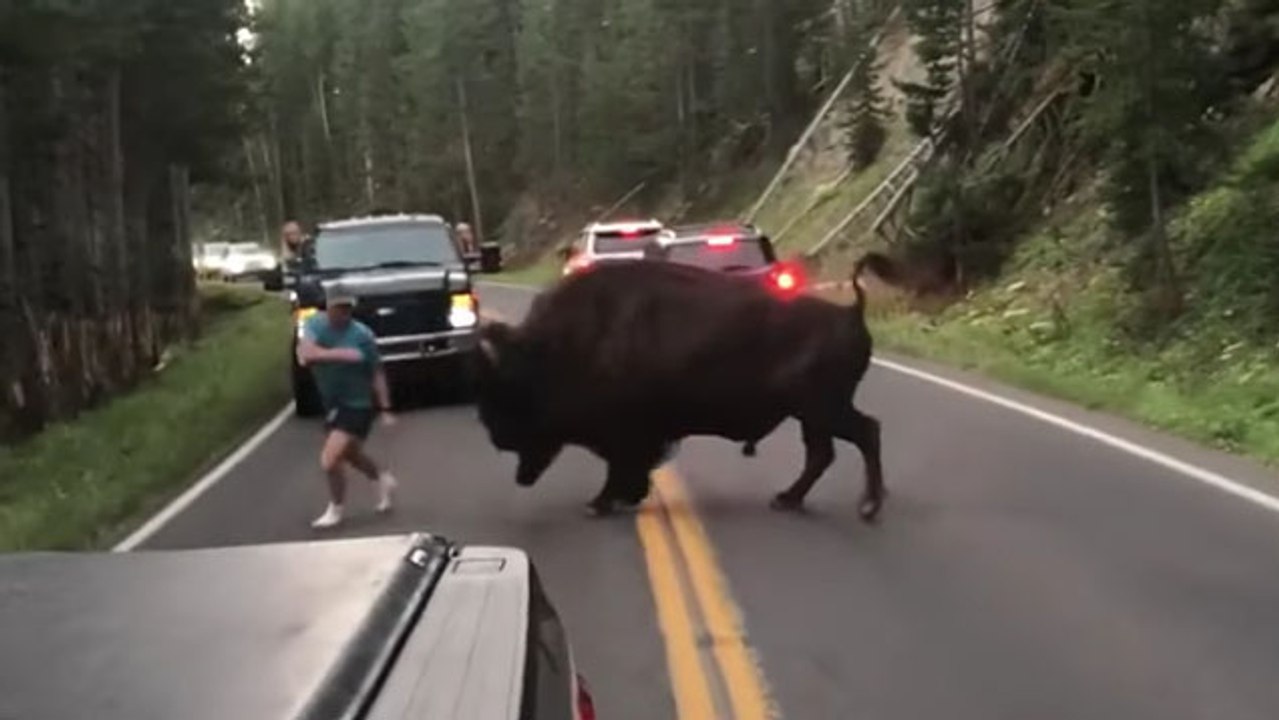 Mann provoziert ein Bison im Yellowstone-Nationalpark und bereut es sofort