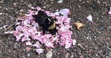 Video zeigt: Ameisen erweisen toter Hummel die letzte Ehre