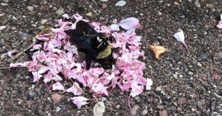 Video zeigt: Ameisen erweisen toter Hummel die letzte Ehre