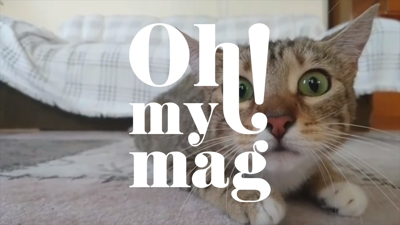 Katze: Mit diesen Fehlern verletzt ihr eure Fellnasen unbewusst