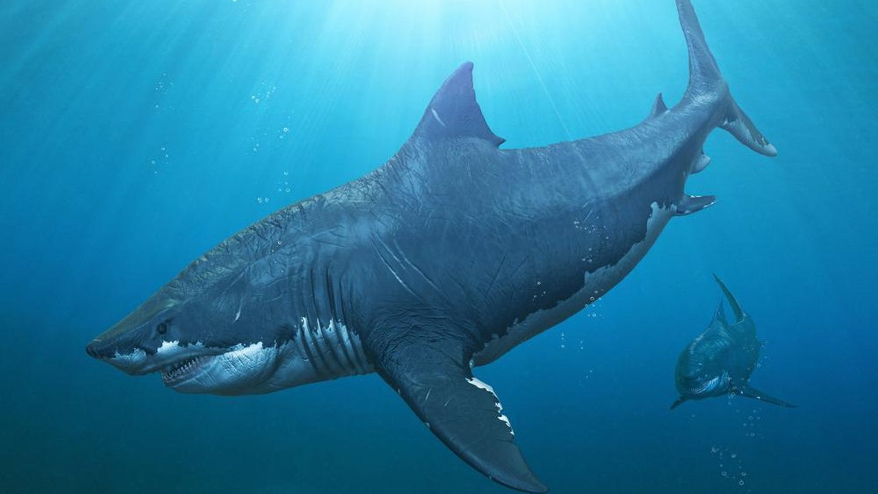 Megalodon: Darum ist der größte Hai aller Zeiten ausgestorben