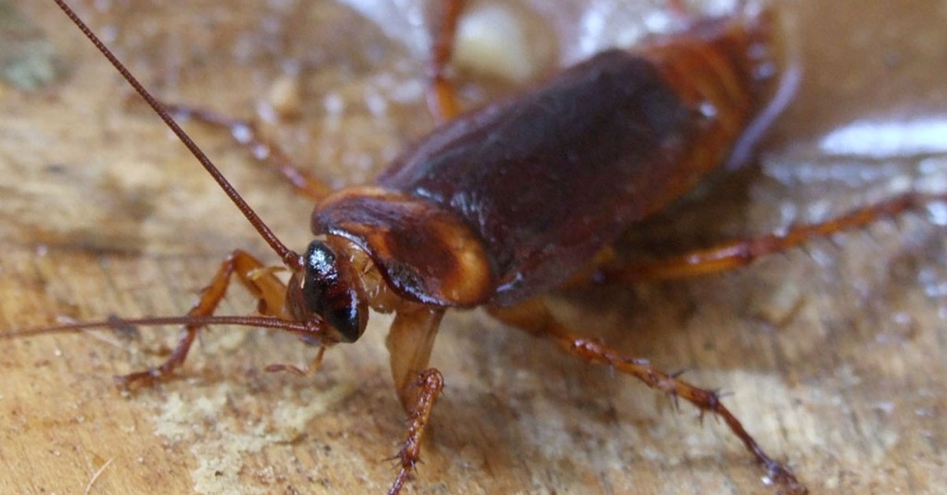 Deshalb ist es fast unmöglich, Kakerlaken zu töten!