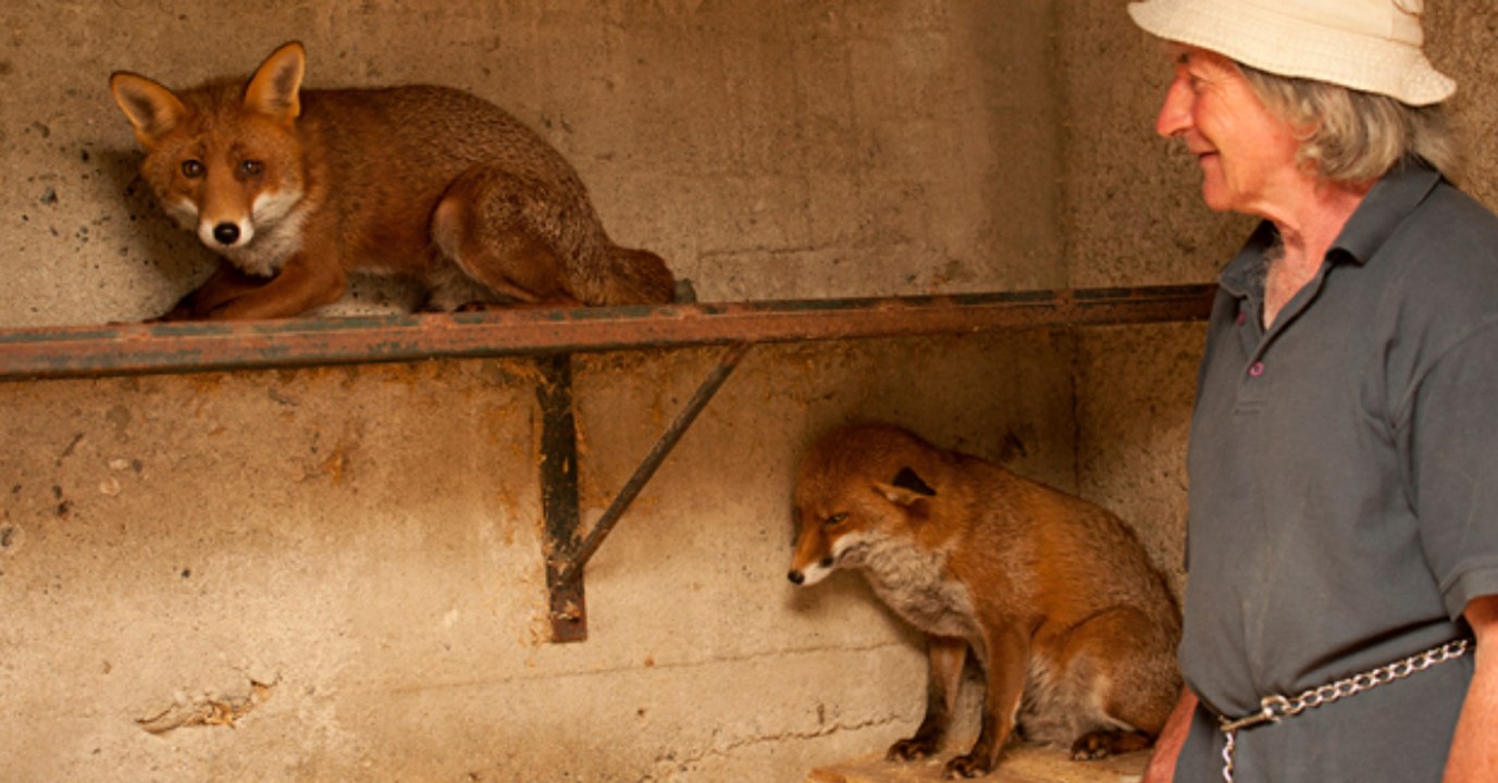 Mann rettet zwei Fuchsbabys: So ergreifend ist ihre Reaktion