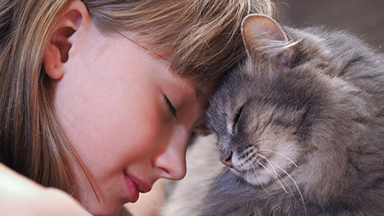 An diesen 5 Zeichen erkennst du, ob deine Katze dich mag