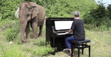 Mann spielt Klavier für blinden Elefanten: Dessen Reaktion ist großartig!