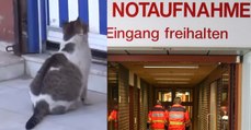 Unter großen Schmerzen: Diese Katze liefert sich selbst in ein Krankenhaus ein