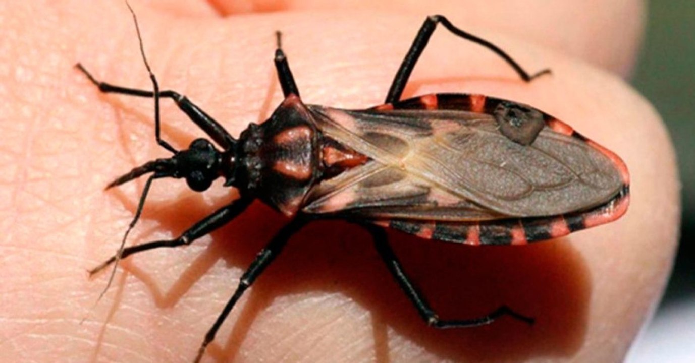 Triatoma: Dieses Insekt kann richtig gefährlich werden