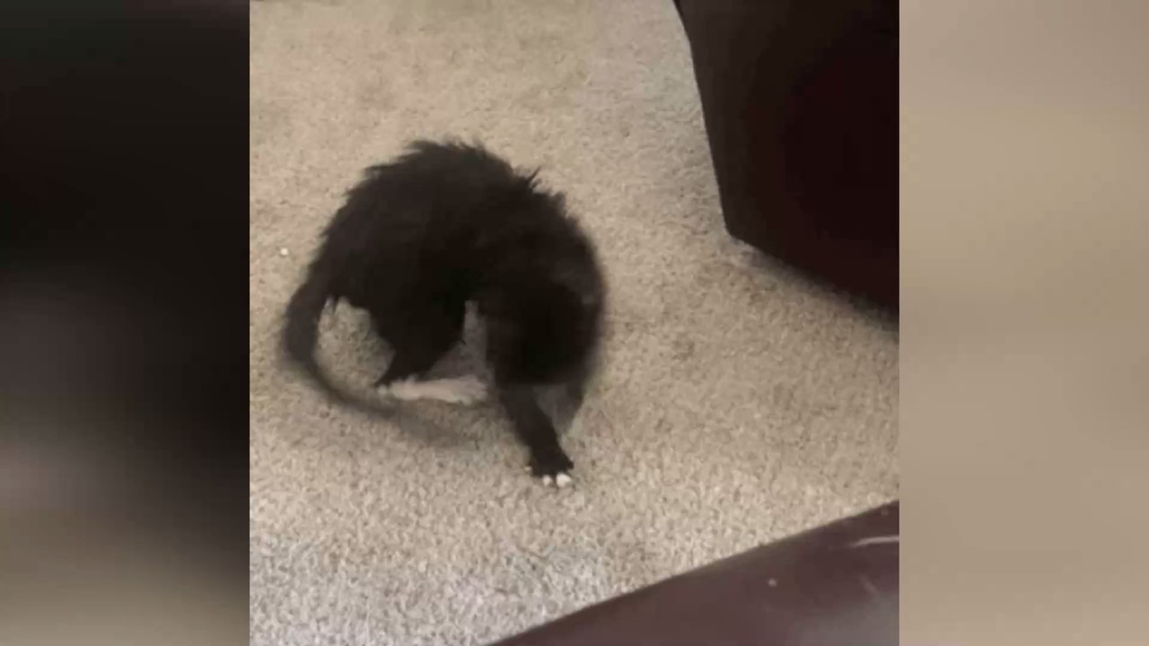 Schwanzbeißen bei Katzen: Worauf es hindeutet und wie du dem entgegenwirkst