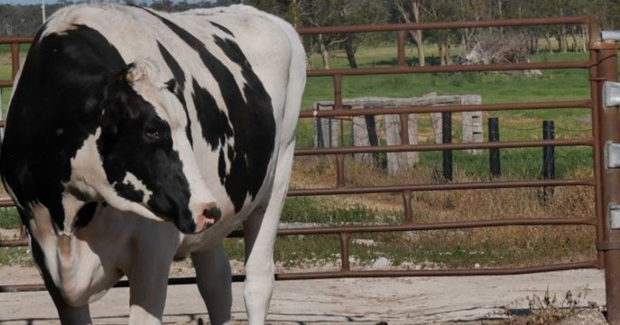 MUHtant : Ein seltsames Körpermerkmal rettet dem Bullen das Leben