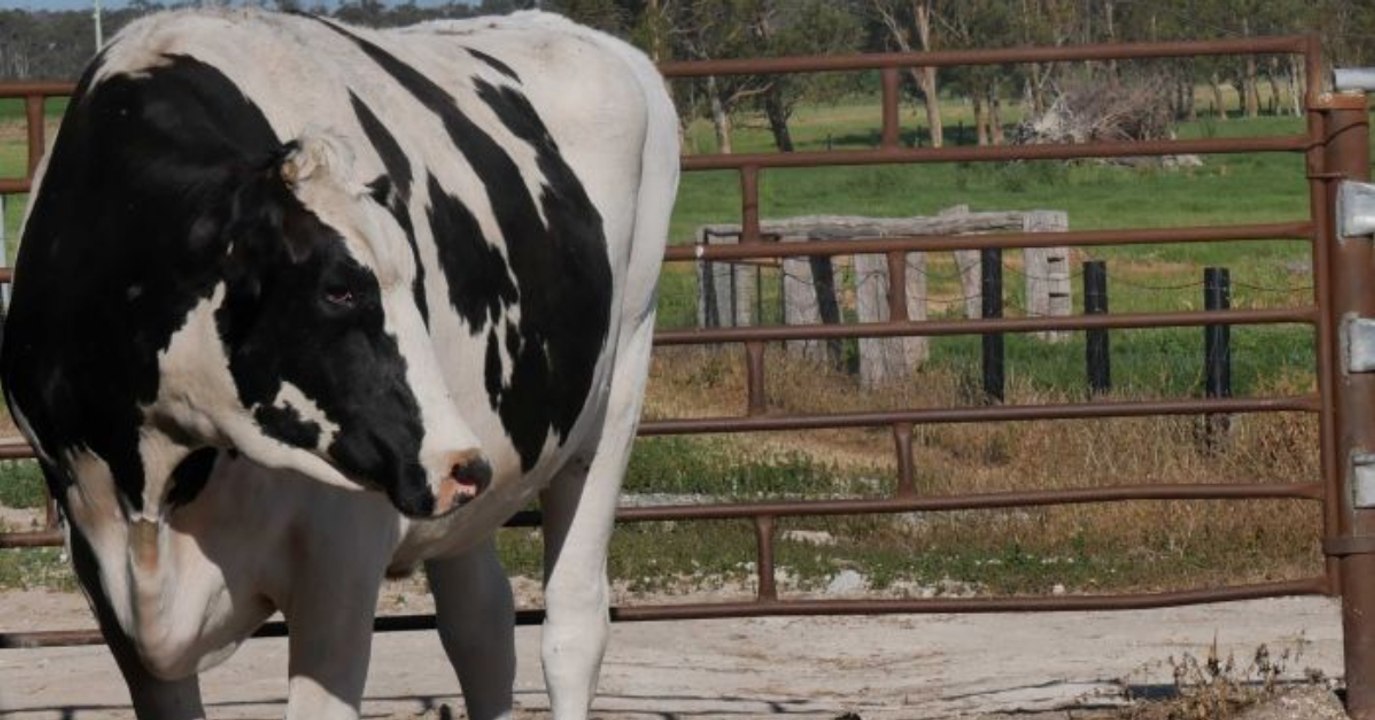 'MUHtant': Ein seltsames Körpermerkmal rettet dem Bullen das Leben