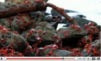 La migration de millions de crabes rouges filmée sur l'île de Christmas