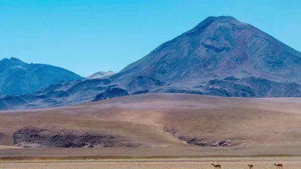 Extrem trockene Wüste: Hier bringt der Regen den Tod