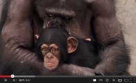 Vidéo : les chimpanzés de laboratoire prennent leur retraite aux Etats-Unis