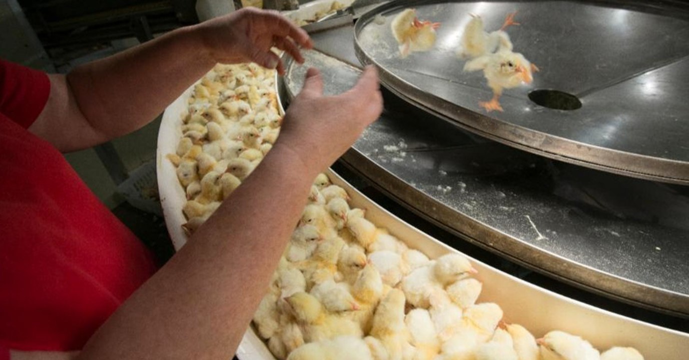 Kükenschreddern: Neue Technik soll dem Grauen ein Ende bereiten