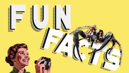 Phoneutria nigriventer : l'araignée-banane qui provoque de douloureuses érections