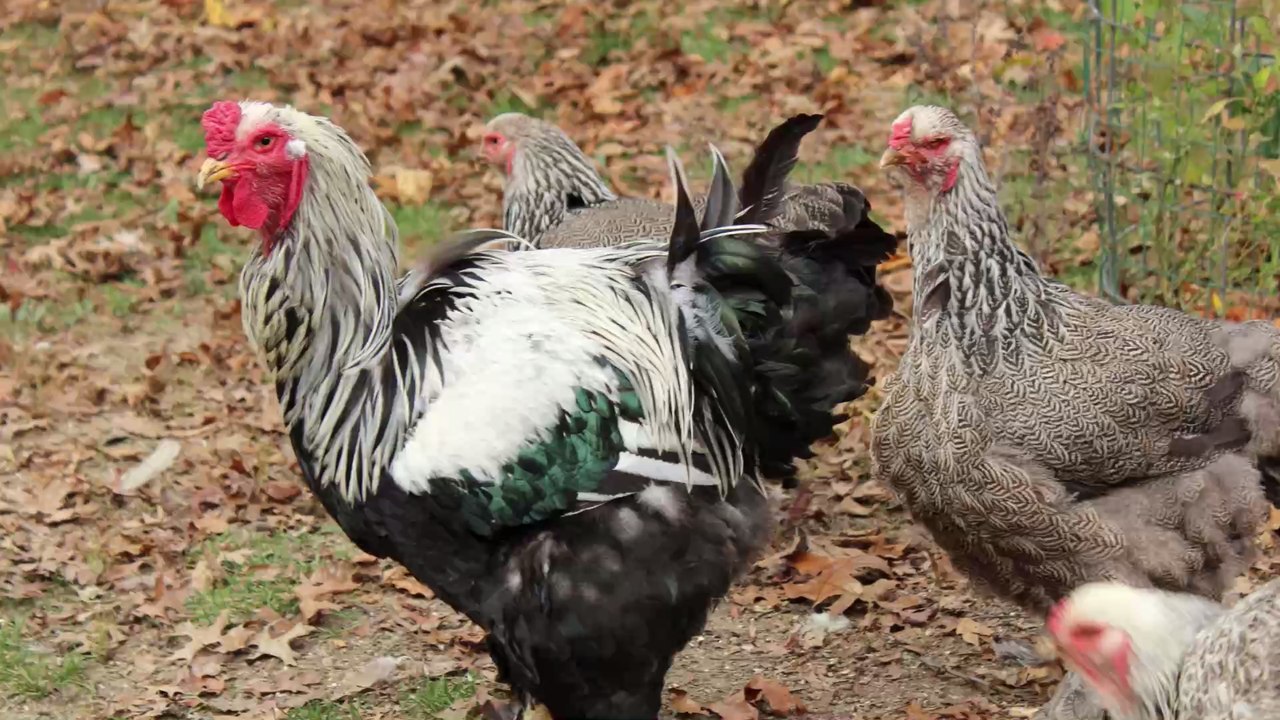 Tierische Mutation: Das ist der größte Hahn der Welt