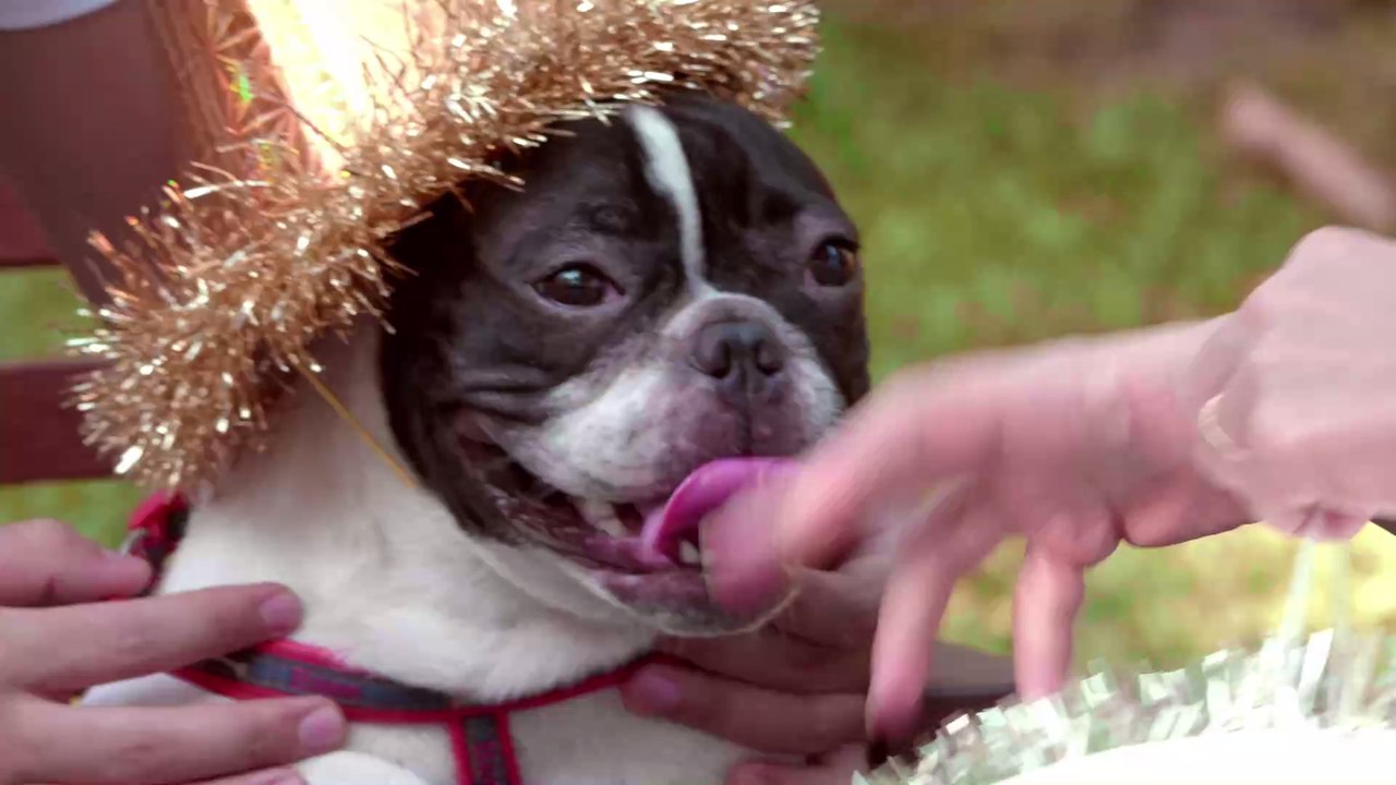 Haustiere an Karneval: Das gilt es für die Sicherheit eurer Vierbeiner zu beachten