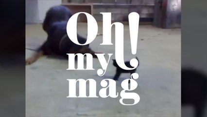 Brave Kitten Stands Up to Dog Rottweiler (VIDEO)