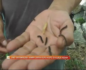 Unit entomologi jumpa larva kupu-kupu di Kuala Kedah