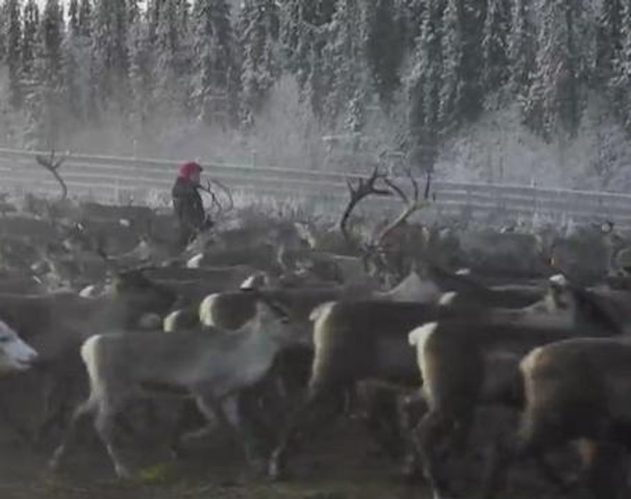 Sami reindeer herders gather flock in Swedish Lapland