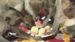 Thai town puts on feast for local monkeys