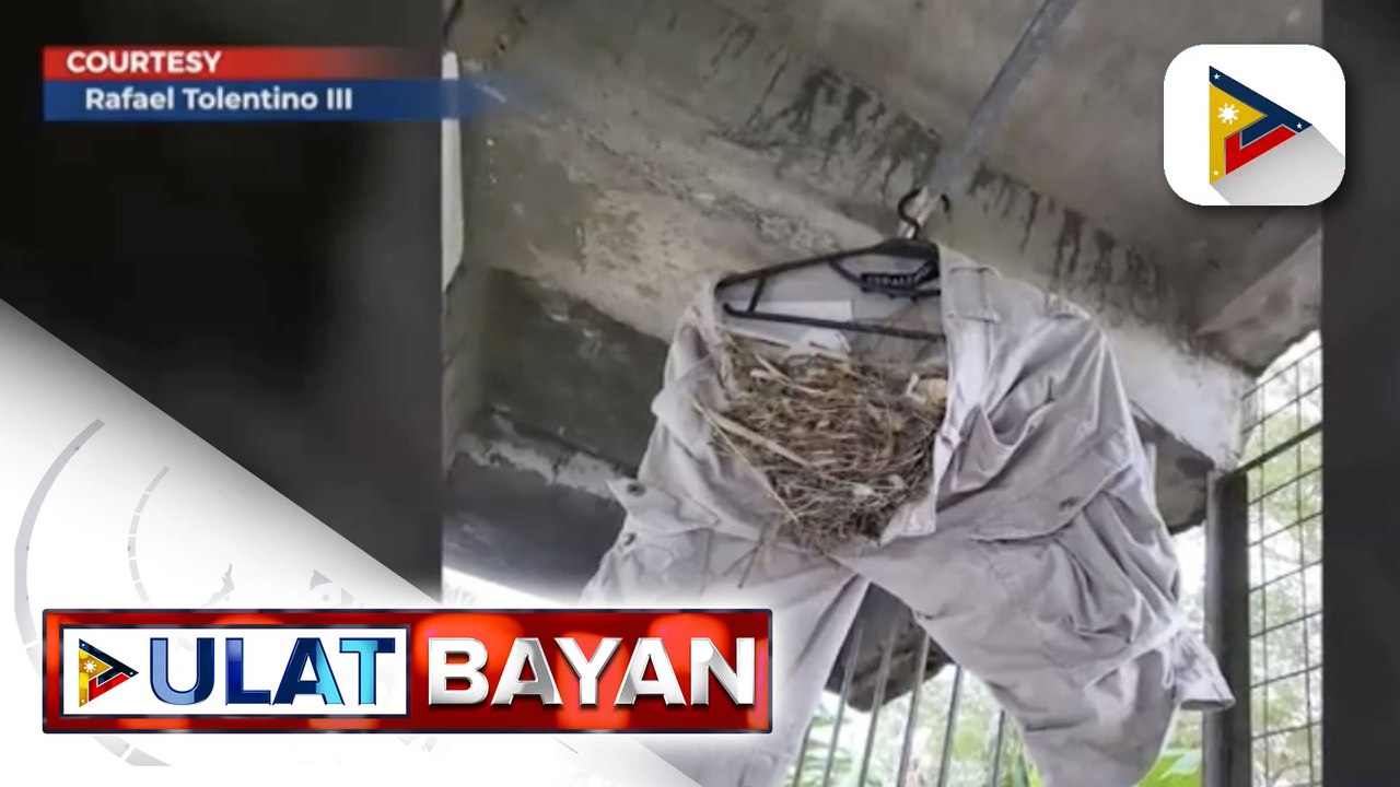 Mga ibon, gumawa ng pugad sa isang shorts na nakasampay sa Pili, Camarines Sur
