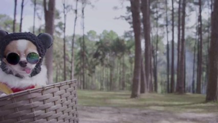 Karneval: Darum kann es deinem Haustier schaden, wenn du es verkleidest