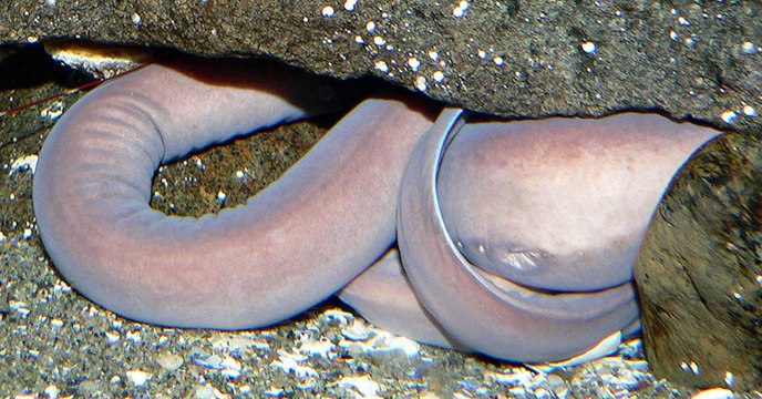 Dieses Tier kann sogar Haie töten