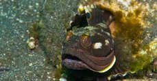 Forscher filmen seltenen Fisch: Als er das Maul aufreißt, trauen sie ihren Augen nicht