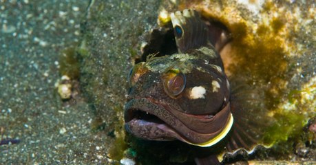 Télécharger la video: Forscher filmen seltenen Fisch: Als er das Maul aufreißt, trauen sie ihren Augen nicht