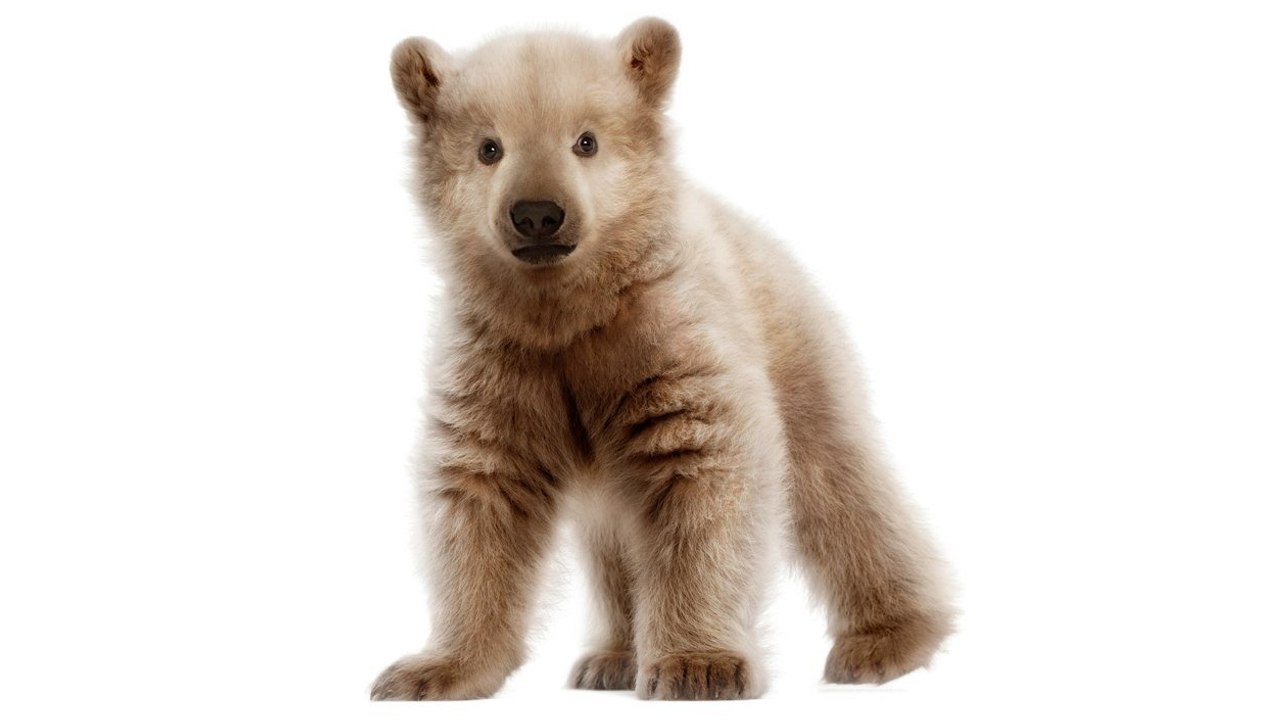 Quand le changement climatique favorise la naissance d'animaux hybrides