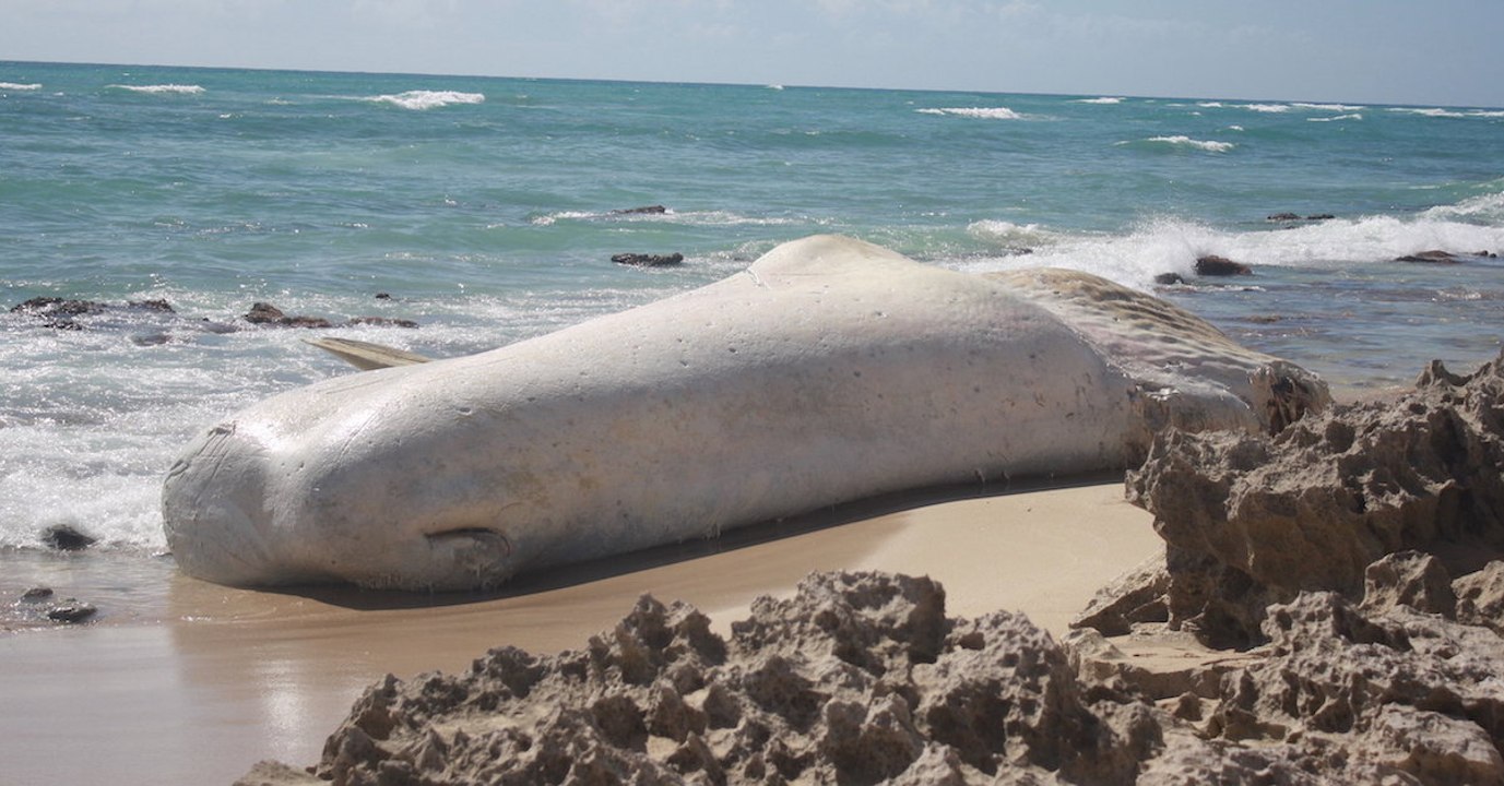 Seltsames Objekt am Strand: Die Behörden finden traurige Überreste