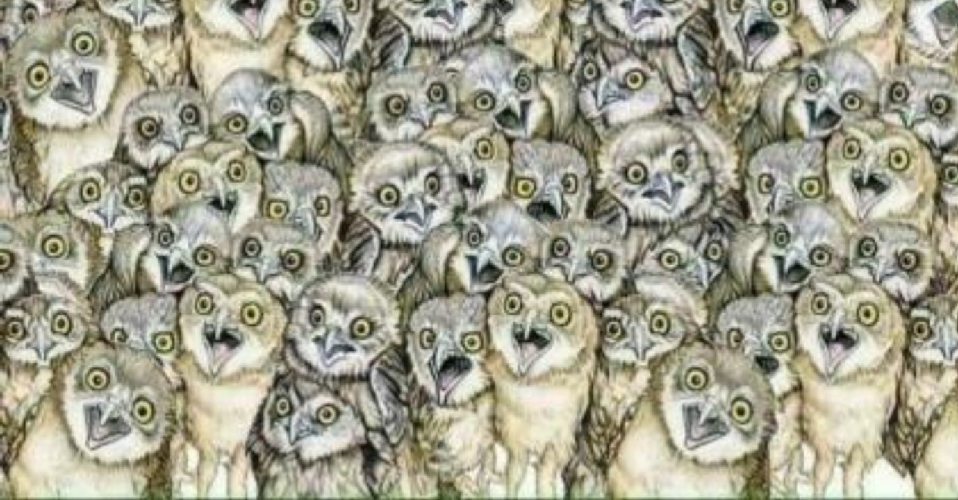 Hier hat sich eine Katze versteckt, doch niemand findet sie!