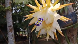 Bunga Naga didepan Rumah