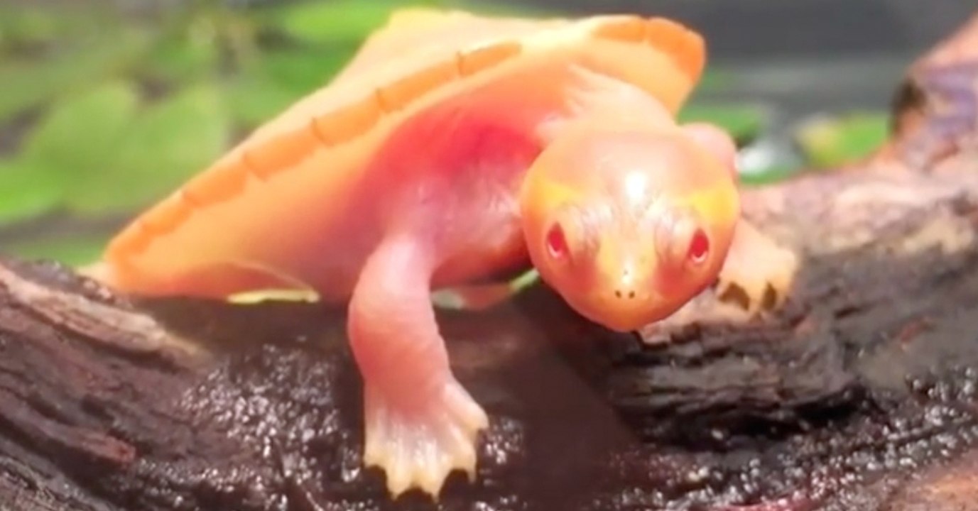 Diese Schildkröte ist Instagram-Star: Der Grund dafür ist herzzerreißend