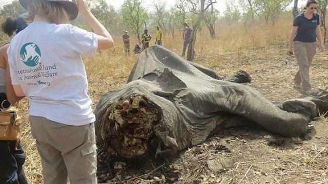 Des mesures d’urgence adoptées pour sauver les éléphants d’Afrique