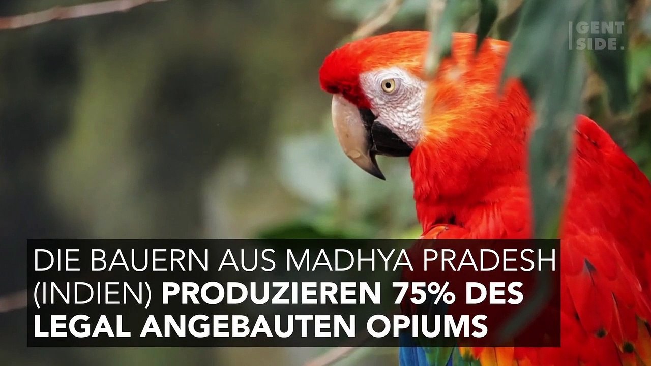 Indische Bauern fürchten sich vor drogensüchtigen Papageien