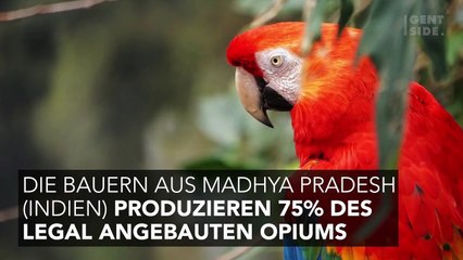 Indische Bauern fürchten sich vor drogensüchtigen Papageien
