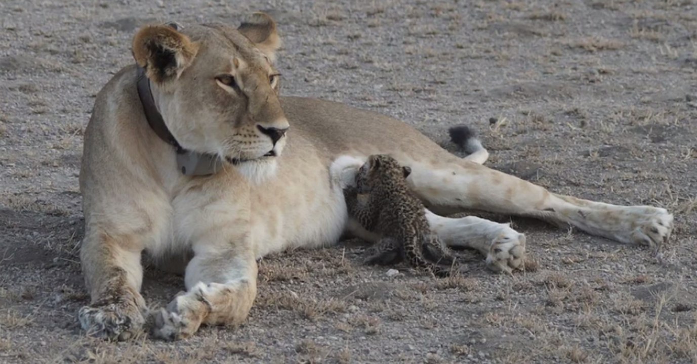 Baby-Leopard nähert sich Löwin: Ein Jahr später ist eine einzigartige Beziehung entstanden