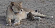 Baby-Leopard nähert sich Löwin: Ein Jahr später ist eine einzigartige Beziehung entstanden
