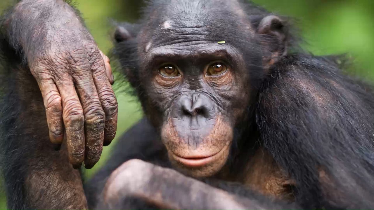 Forscher filmen emotionalen Vorgang bei Schimpansen-Geburt, der uns Menschen in Frage stellt